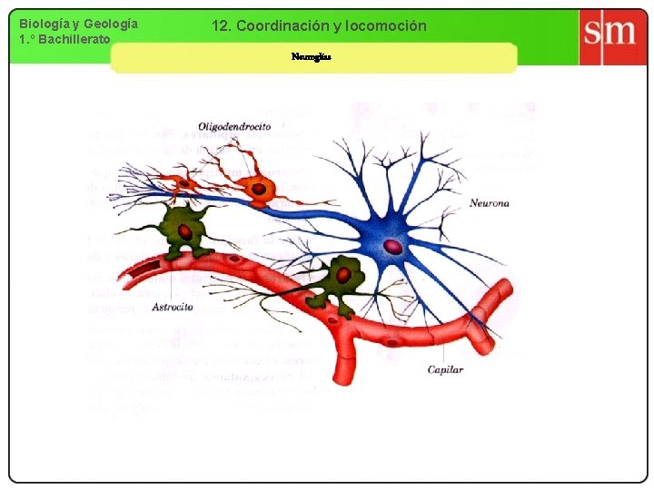 Biología y Geología 1. º Bachillerato 12. Coordinación y locomoción Neuroglías 