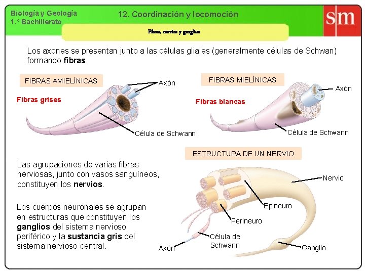 Biología y Geología 1. º Bachillerato 12. Coordinación y locomoción Fibras, nervios y ganglios