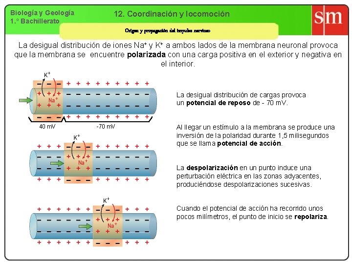 Biología y Geología 1. º Bachillerato 12. Coordinación y locomoción Origen y propagación del