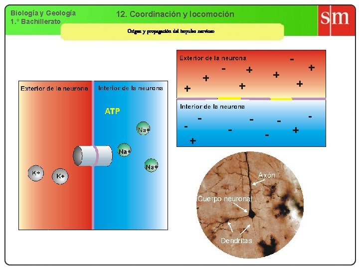 Biología y Geología 1. º Bachillerato 12. Coordinación y locomoción Origen y propagación del