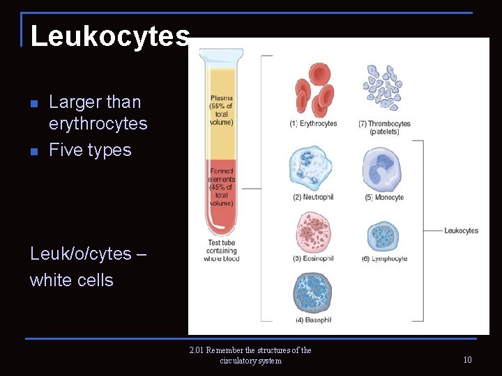 Leukocytes n n Larger than erythrocytes Five types Leuk/o/cytes – white cells 2. 01