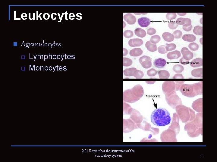 Leukocytes n Agranulocytes q q Lymphocytes Monocytes 2. 01 Remember the structures of the