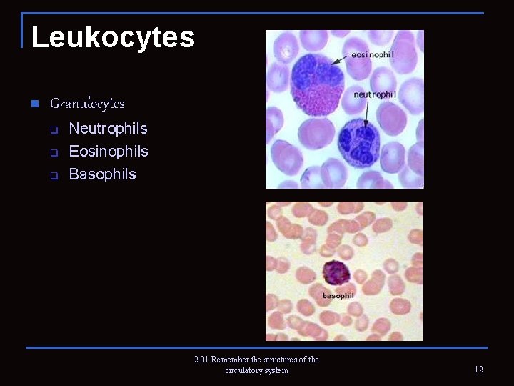 Leukocytes n Granulocytes q q q Neutrophils Eosinophils Basophils 2. 01 Remember the structures