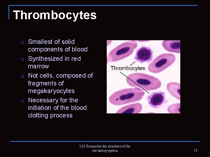 Thrombocytes q q Smallest of solid components of blood Synthesized in red marrow Not