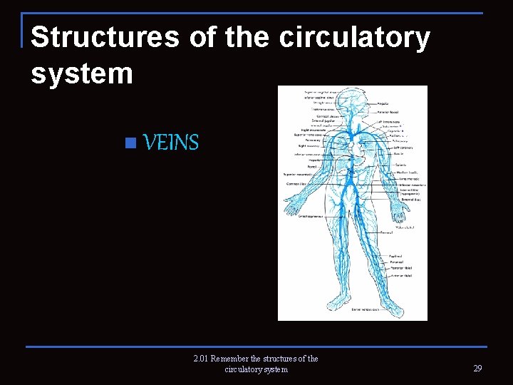 Structures of the circulatory system n VEINS 2. 01 Remember the structures of the