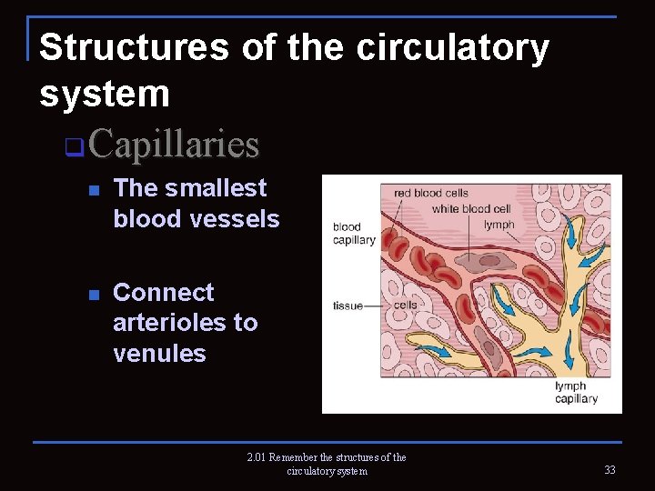 Structures of the circulatory system q Capillaries n The smallest blood vessels n Connect