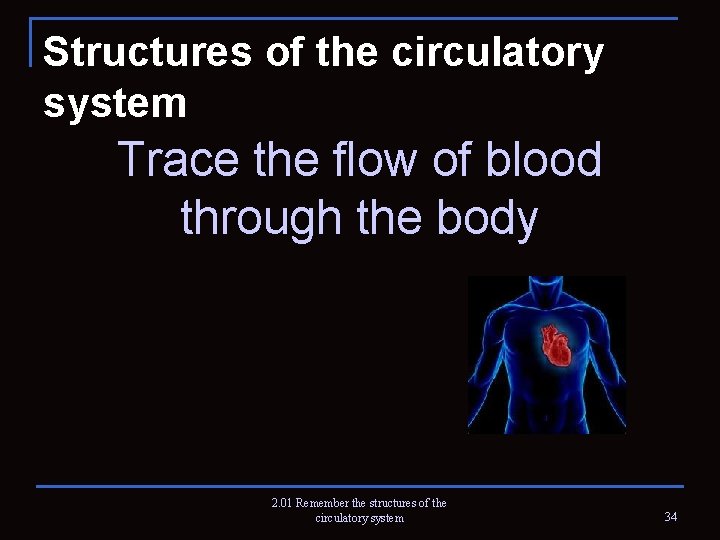 Structures of the circulatory system Trace the flow of blood through the body 2.