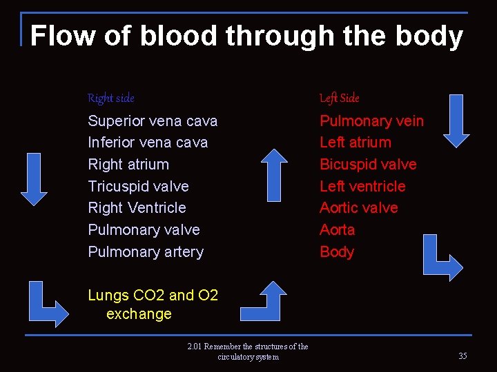 Flow of blood through the body Right side Left Side Superior vena cava Inferior