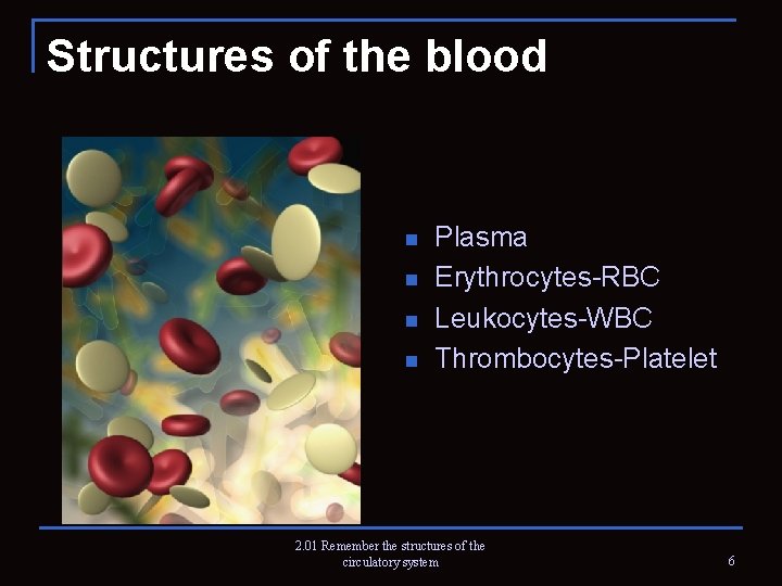 Structures of the blood n n Plasma Erythrocytes-RBC Leukocytes-WBC Thrombocytes-Platelet 2. 01 Remember the