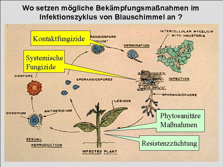Wo setzen mögliche Bekämpfungsmaßnahmen im Infektionszyklus von Blauschimmel an ? Kontaktfungizide Systemische Fungizide Phytosanitäre