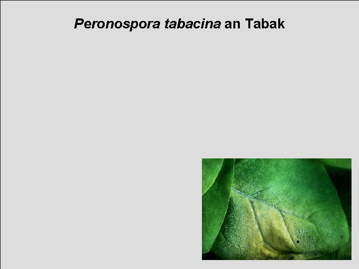 Peronospora tabacina an Tabak 