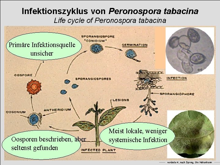 Infektionszyklus von Peronospora tabacina Life cycle of Peronospora tabacina Primäre Infektionsquelle unsicher Oosporen beschrieben,