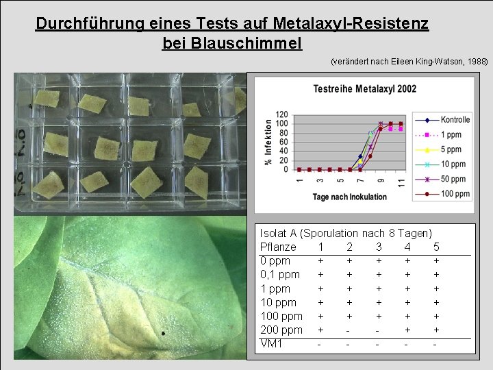 Durchführung eines Tests auf Metalaxyl-Resistenz bei Blauschimmel (verändert nach Eileen King-Watson, 1988) Pflanzenmaterial: Verwendung