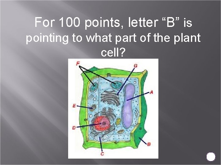 For 100 points, letter “B” is pointing to what part of the plant cell?