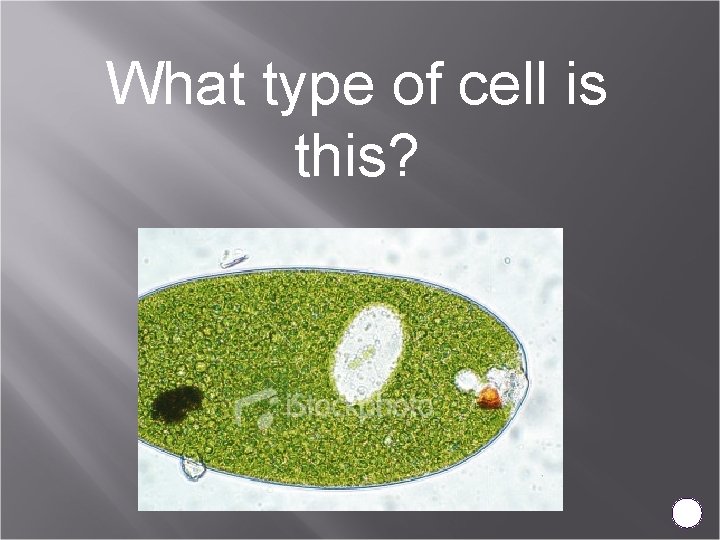 What type of cell is this? 