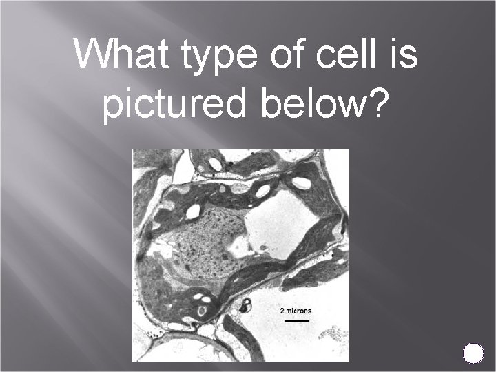 What type of cell is pictured below? 