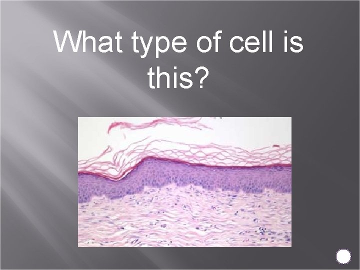 What type of cell is this? 