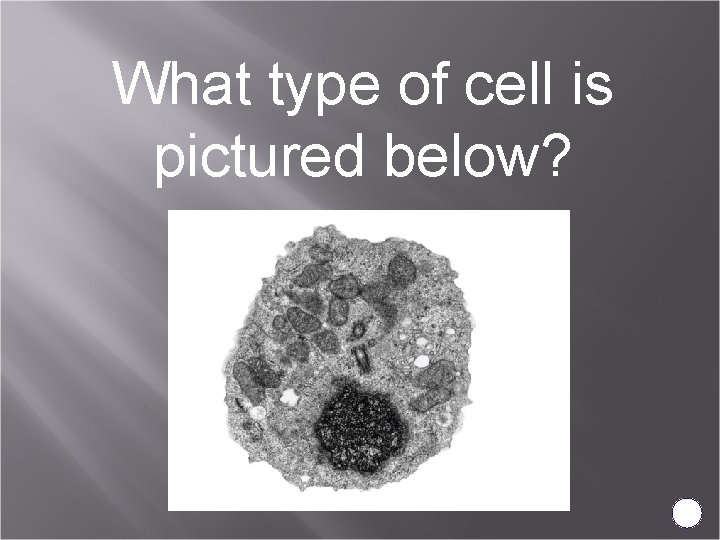 What type of cell is pictured below? 