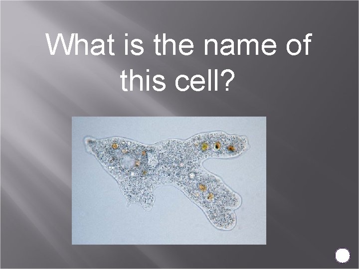 What is the name of this cell? 