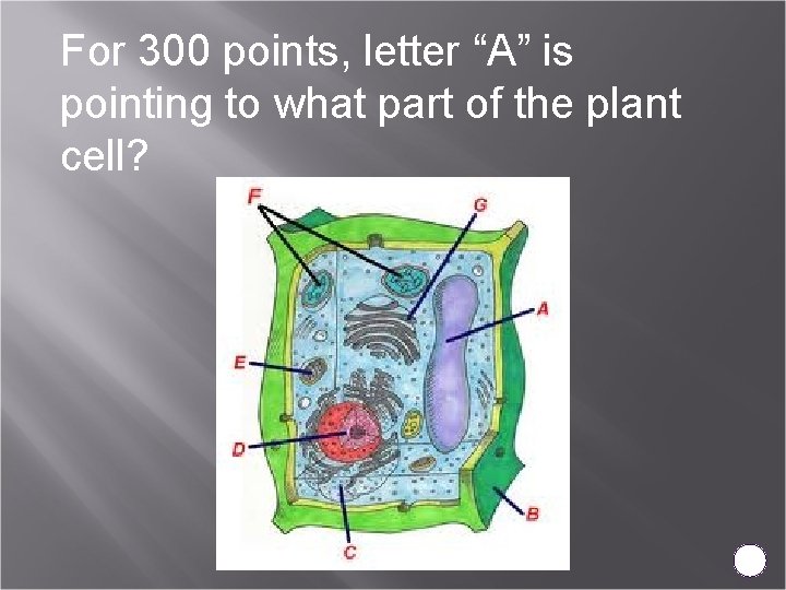 For 300 points, letter “A” is pointing to what part of the plant cell?