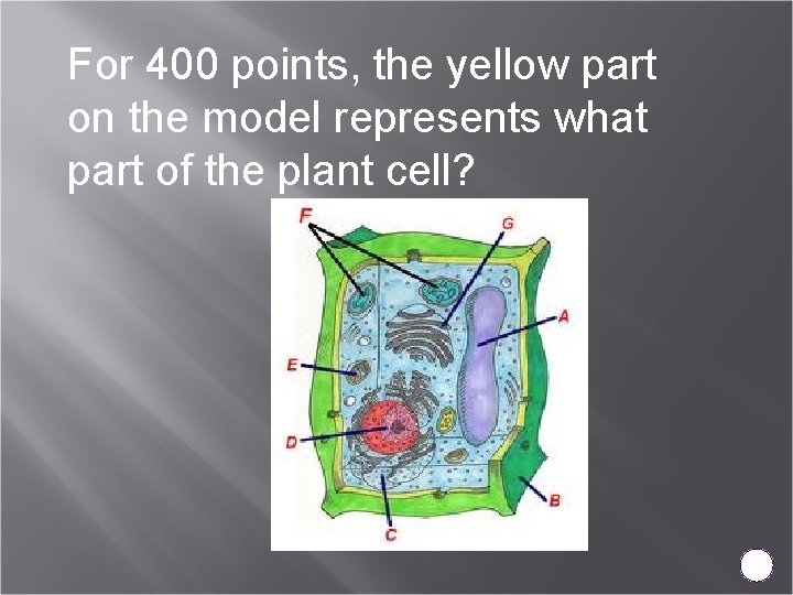 For 400 points, the yellow part on the model represents what part of the