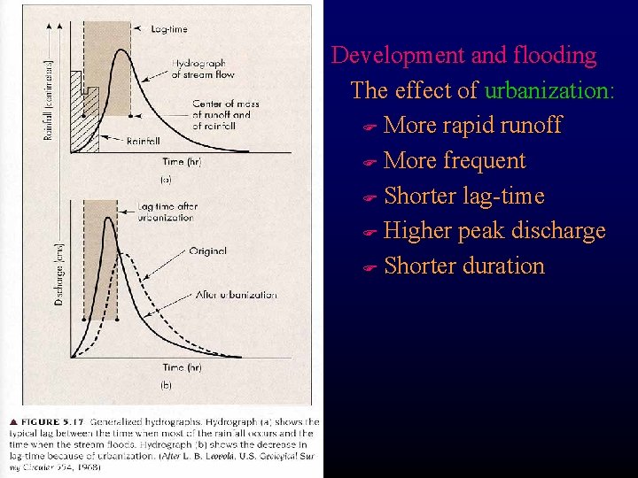 Development and flooding The effect of urbanization: F More rapid runoff F More frequent