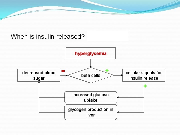 When is insulin released? after eating hyperglycemia decreased blood sugar beta cells increased glucose