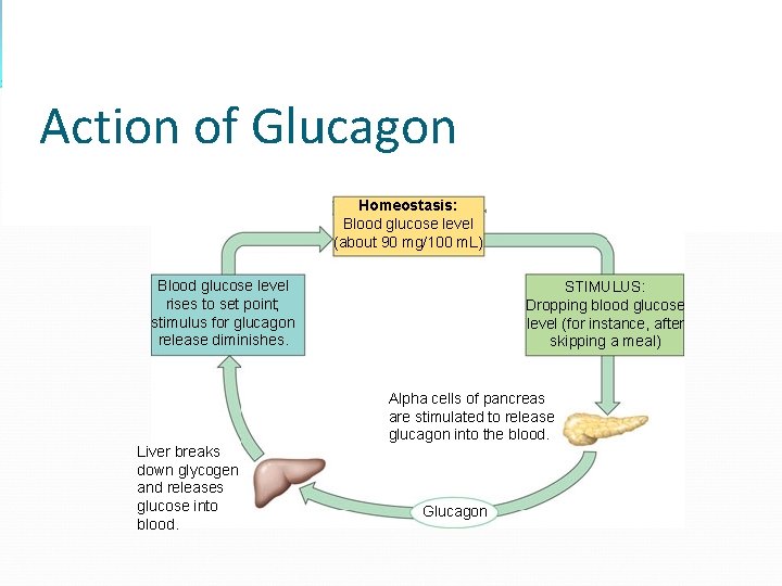 Liver takes up glucose and stores it as glycogen. STIMULUS: Rising blood glucose level