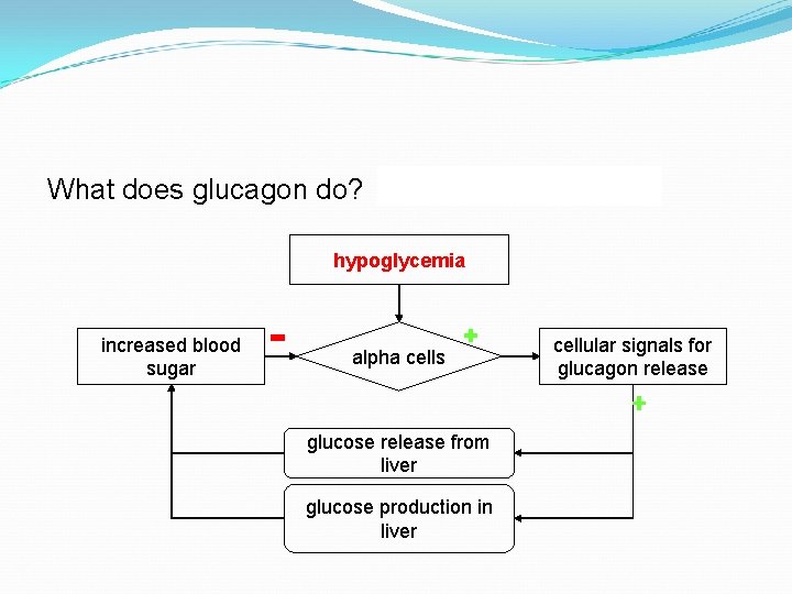 What does glucagon do? breaks down glycogen hypoglycemia increased blood sugar alpha cells glucose