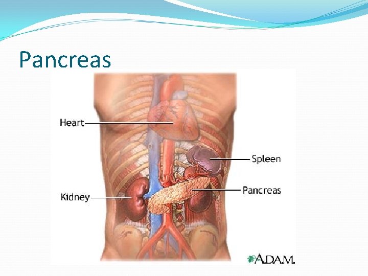 Pancreas 