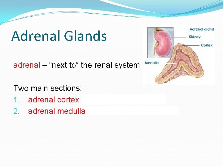 Adrenal Glands adrenal – “next to” the renal system Two main sections: 1. adrenal