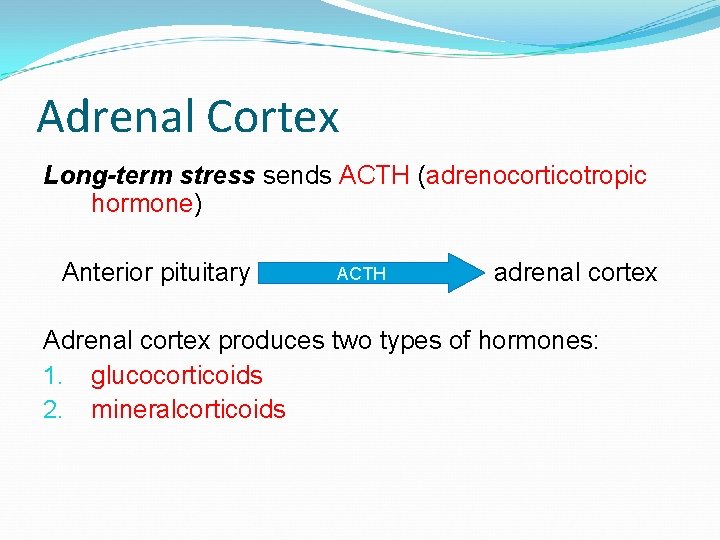 Adrenal Cortex Long-term stress sends ACTH (adrenocorticotropic hormone) Anterior pituitary ACTH adrenal cortex Adrenal