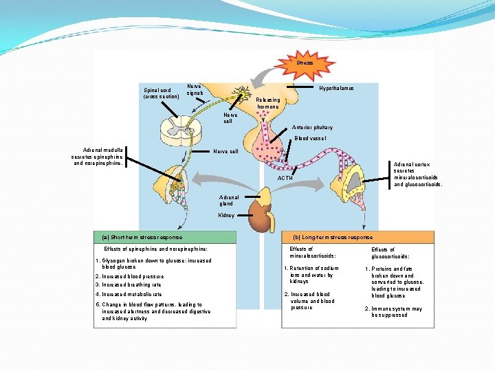 Stress Spinal cord (cross section) Nerve signals Hypothalamus Releasing hormone Nerve cell Anterior pituitary