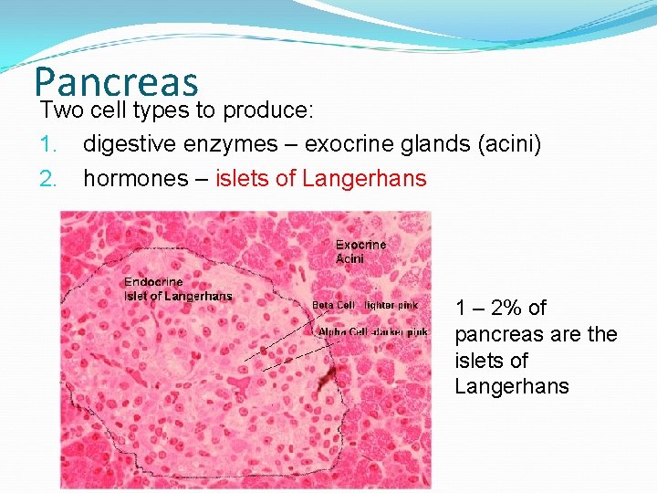 Pancreas Two cell types to produce: 1. 2. digestive enzymes – exocrine glands (acini)