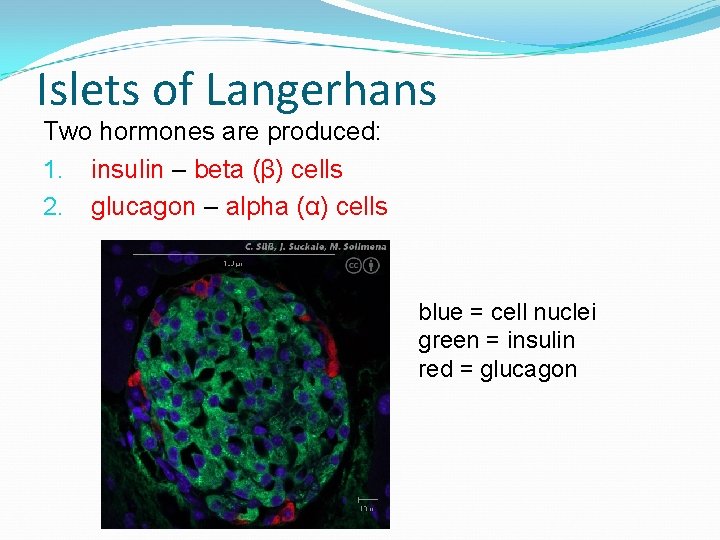 Islets of Langerhans Two hormones are produced: 1. insulin – beta (β) cells 2.