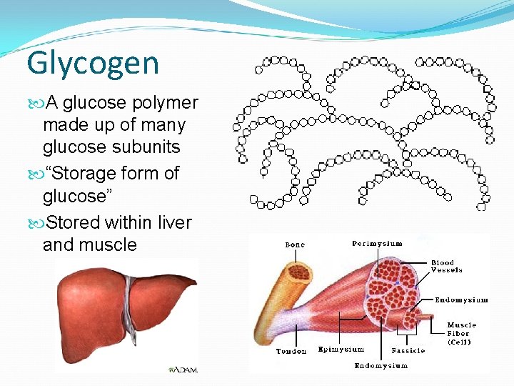 Glycogen A glucose polymer made up of many glucose subunits “Storage form of glucose”