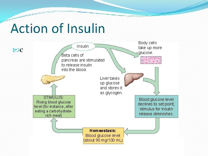 Action of Insulin c Insulin Beta cells of pancreas are stimulated to release insulin