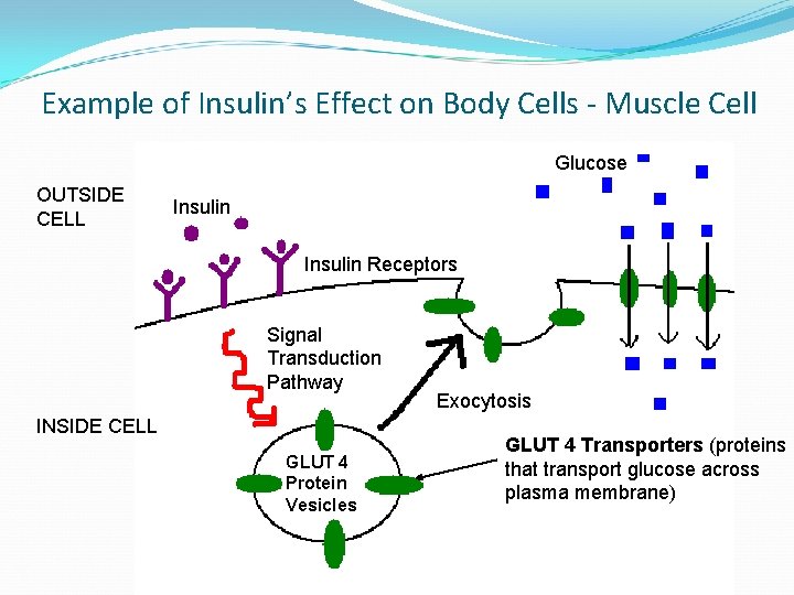 Example of Insulin’s Effect on Body Cells - Muscle Cell Glucose OUTSIDE CELL Insulin
