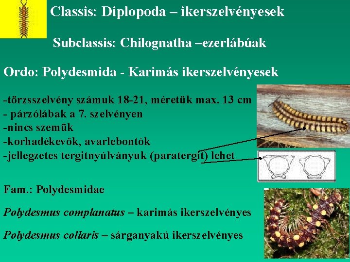 Classis: Diplopoda – ikerszelvényesek Subclassis: Chilognatha –ezerlábúak Ordo: Polydesmida - Karimás ikerszelvényesek -törzsszelvény számuk