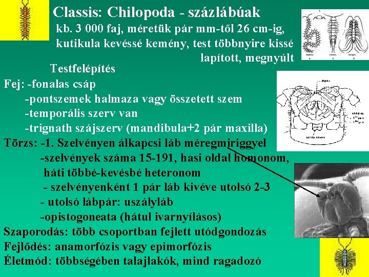 Classis: Chilopoda - százlábúak kb. 3 000 faj, méretük pár mm-től 26 cm-ig, kutikula