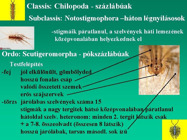Classis: Chilopoda - százlábúak Subclassis: Notostigmophora –háton légnyílásosok -stigmáik páratlanul, a szelvények háti lemezének