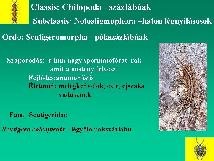 Classis: Chilopoda - százlábúak Subclassis: Notostigmophora –háton légnyílásosok Ordo: Scutigeromorpha - pókszázlábúak Szaporodás: a