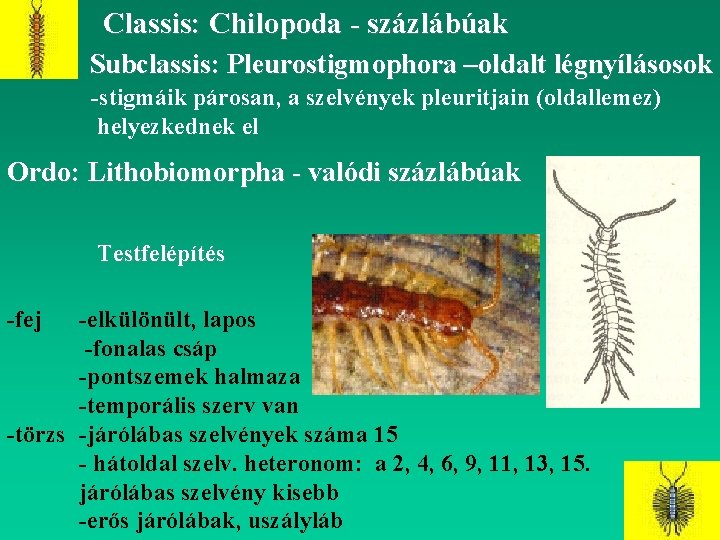 Classis: Chilopoda - százlábúak Subclassis: Pleurostigmophora –oldalt légnyílásosok -stigmáik párosan, a szelvények pleuritjain (oldallemez)