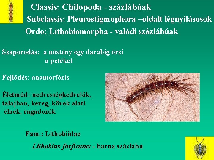 Classis: Chilopoda - százlábúak Subclassis: Pleurostigmophora –oldalt légnyílásosok Ordo: Lithobiomorpha - valódi százlábúak Szaporodás: