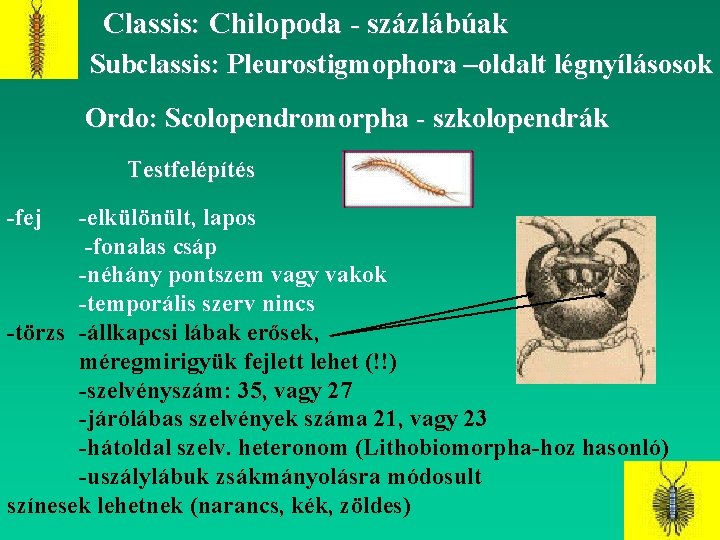 Classis: Chilopoda - százlábúak Subclassis: Pleurostigmophora –oldalt légnyílásosok Ordo: Scolopendromorpha - szkolopendrák Testfelépítés -fej