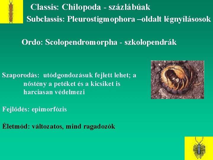 Classis: Chilopoda - százlábúak Subclassis: Pleurostigmophora –oldalt légnyílásosok Ordo: Scolopendromorpha - szkolopendrák Szaporodás: utódgondozásuk