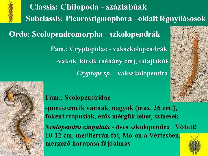 Classis: Chilopoda - százlábúak Subclassis: Pleurostigmophora –oldalt légnyílásosok Ordo: Scolopendromorpha - szkolopendrák Fam. :