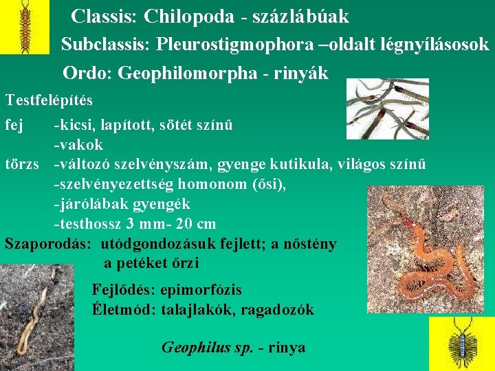 Classis: Chilopoda - százlábúak Subclassis: Pleurostigmophora –oldalt légnyílásosok Ordo: Geophilomorpha - rinyák Testfelépítés fej