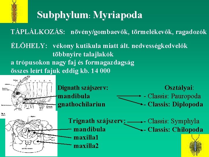 Subphylum: Myriapoda TÁPLÁLKOZÁS: növény/gombaevők, törmelékevők, ragadozók ÉLŐHELY: vékony kutikula miatt ált. nedvességkedvelők többnyire talajlakók