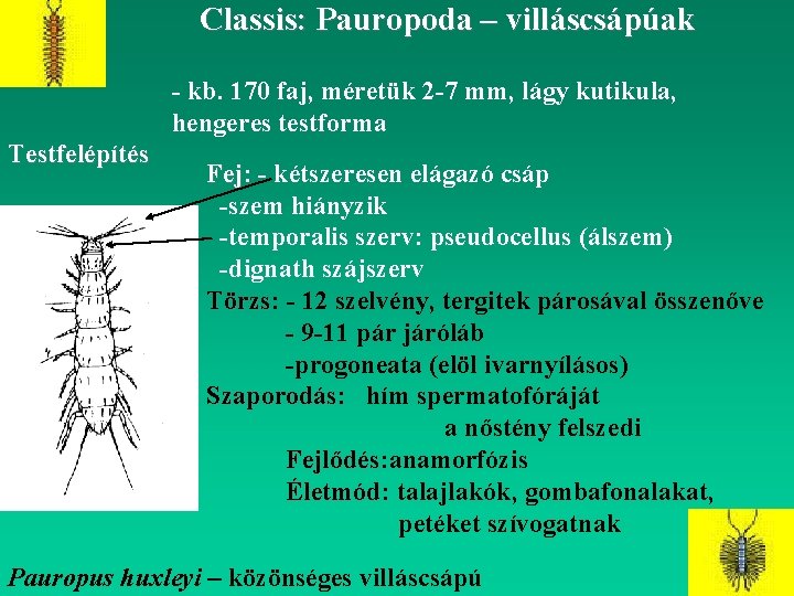 Classis: Pauropoda – villáscsápúak - kb. 170 faj, méretük 2 -7 mm, lágy kutikula,